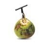 Stainless Steel Coconut Opener for Fresh Green Coconut Water Open Kitchen Tools