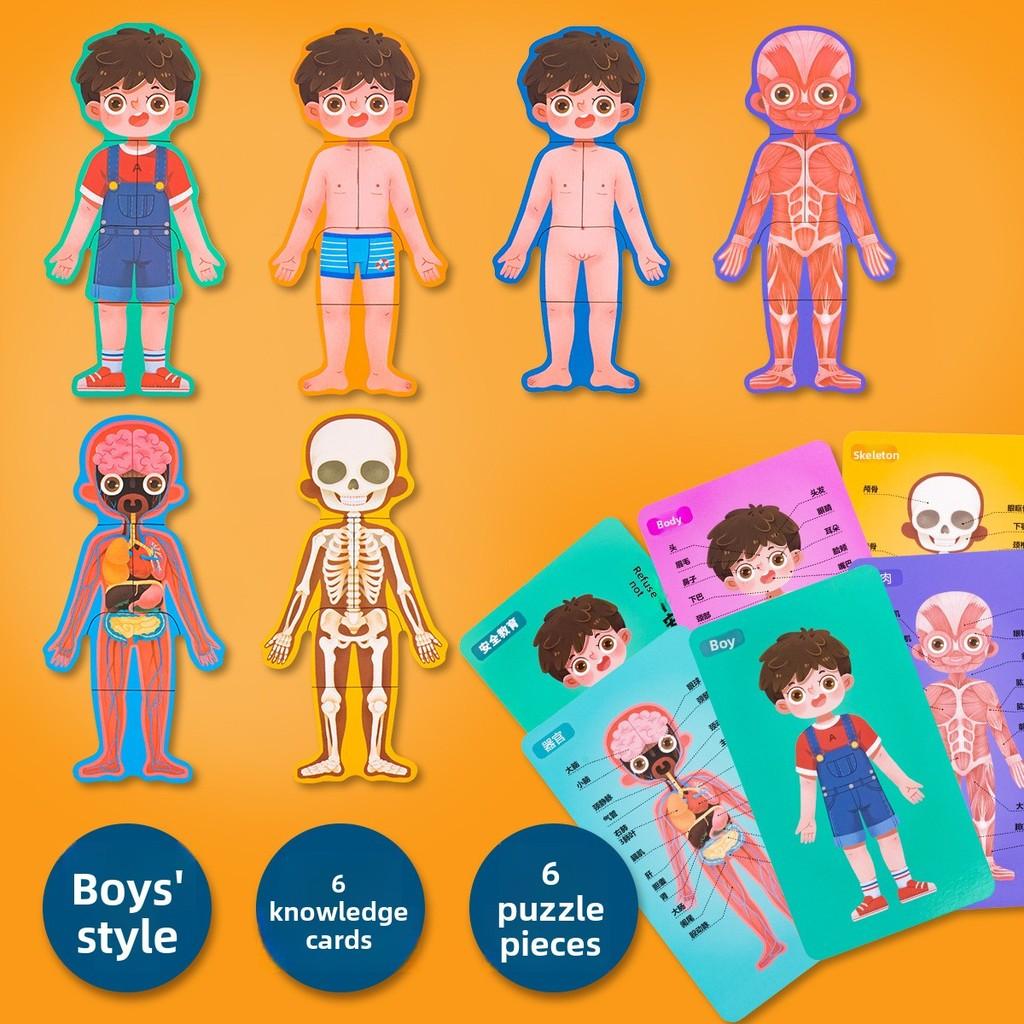 Wooden Body Structure Puzzle For Kids Educational Learning Toy For Boys And Girls