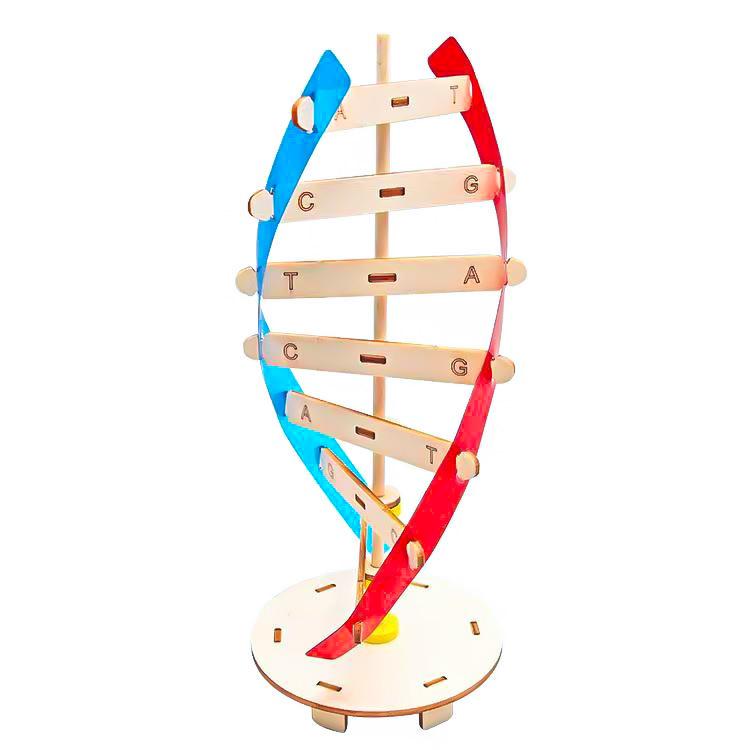 DNA Double Helix Model Kit for Biology Education - DIY Science Toy for Middle & High School Students