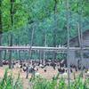 Bird Proof Net, Garden Fence And Crop Protection Fence Net, Bird Proof Deer Cat Dog Chicken
