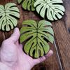 Wooden Coasters For Drinks Bottom For Drinking Cup Tea Coasters For Coffee Bottom For Pussy Cup Coaster Wood