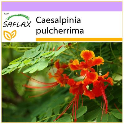 Uccello del paradiso messicano - 10 semi - Caesalpinia pulcherrima