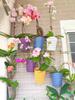 Wall-Mounted Orchid Hanging Flower Basket