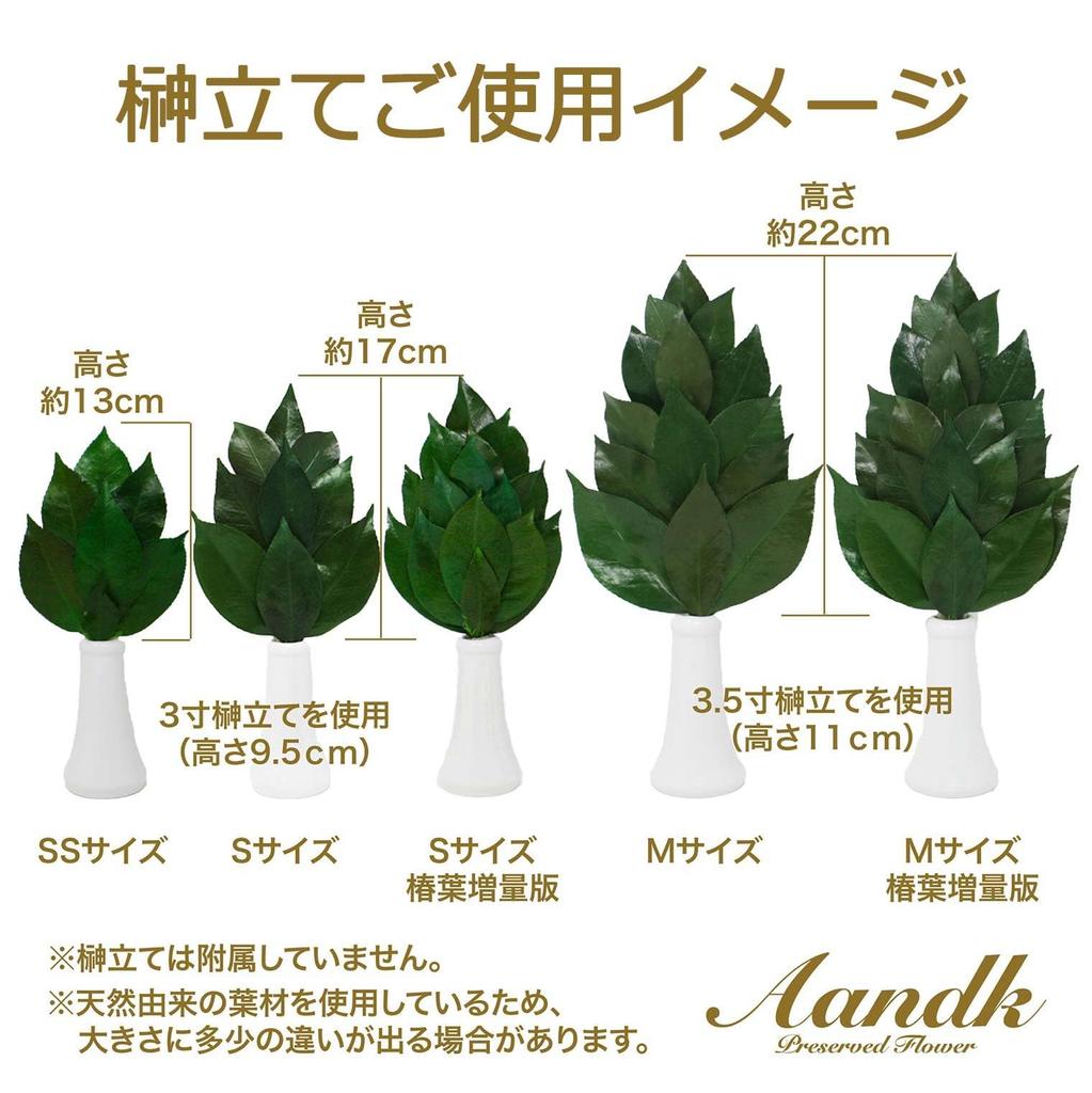 A&K Special Preserved Sakaki Trees (MV), Pair, Made In Japan, Medium Size, Approximately 34cm Tall X 14cm Wide, Maintains Beauty, No Water Changes