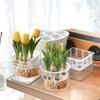 Tulpen-Anzuchtset Acrylbecken Wurzelkontrolle Stark Stabil 4 5-Loch-Korb Zwiebelpflege Einfache Indoor-Dekoration Hydroponischer Pflanzer