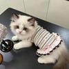 Dog clothes Autumn and winter rainbow striped dress Bigbear cat teddy Pomeranian small dog velvet pet vest