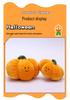 Halloween Night Owl & Friends Plush Toy Set: Hecate, Crow, Bat, Ghost