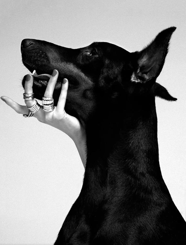 Modern Black White Fashion Women Doberman Spaniel Champagne Luxury Poster Canvas Paintings Wall Art Pictures Home Decor