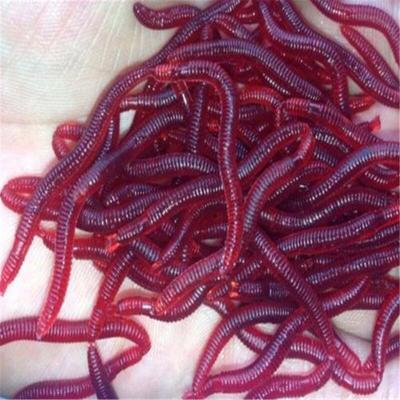 Plastic 50 Pcs/lot 3.5cm Smell Red Worm Lures Soft Bait Worms Fishing Takcle Grub Fish Toys