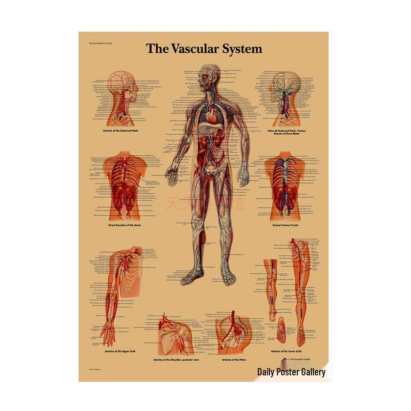 Anatomie kosterního svalstva Diagram Retro plakát pro výzdobu třídy Nástěnné umění (584)