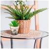 Les Trésors De Lily [R6622] - Bamboo Plant Pot 'Palmier' Black Beige - 95x84 Mm