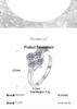 Multi-Color Four-Leaf Clover S925 Sterling Silver Ring for Women – Light Luxury, Enhances Skin Tone, High-End Feel.