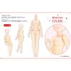 1/6 AZONE Q'z BODY M/I Bust AOB018-WHT