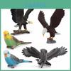 Vildtlevende Ugle Fugl Replikker Pvc Realistiske Fugle Figurer Til Klasselokale Udstilling Og Samlere
