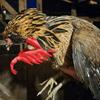 Pet Chicken Accessory Stylish Chicken Helmet with Adjustable Strap for Rooster Parrot Funny Pet Hat Accessories for Poultry