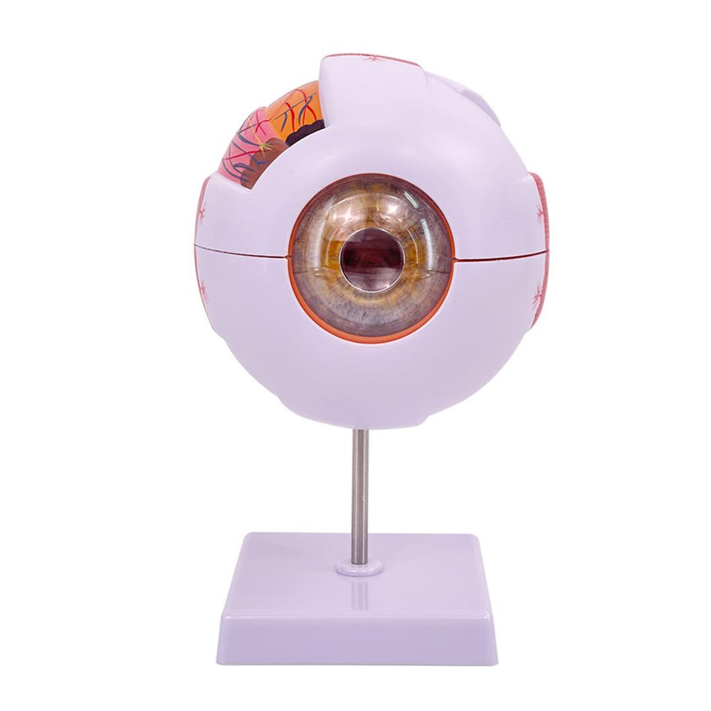 Menschliches Auge Anatomie Lehrmittel Menschliche Organe Modell Augapfel Anatomie Modell