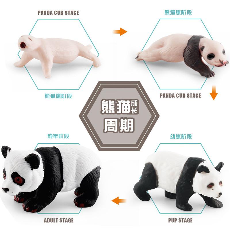 Educational Panda Growth Cycle Static Model Toy For Kids Realistic Pvc Figures