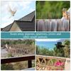 12Pcs Pigeon Spikes Stainless Steel Bird Repeller Set Deterrent Anti Bird Pigeon Squirrel Cats Repellent for Garden Fence Roof