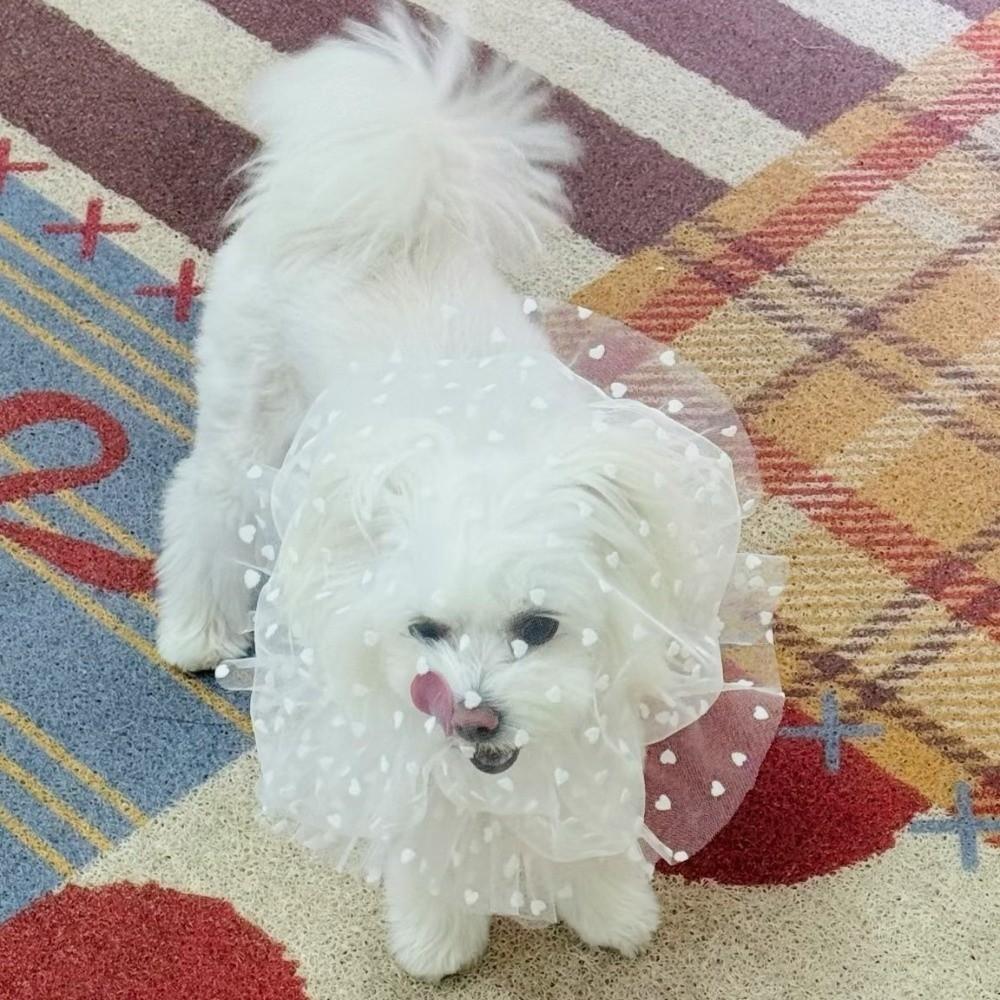 Atmungsaktive Hundekopfbedeckung gegen Lecken Verstellbare Hundeschutzmaske Verhindert zufälliges Fressen