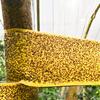 Selbstklebendes Insektenschutzband - Doppelseitiges Outdoor-Schädlingsbekämpfungsband, Langlebige Haftung Wirksam Gegen Ameisen, Mehlwürmer, Motten, Fliegen,