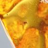 Stone Natural Fossil Amber with Insect Specimen of a 23x15x9mm [N2 Natural] - (34 "One Kind" [Amber Approx. 1.6g, Insect Approx. 1mm])