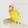 Bird Perch Stable Chewing Playing Toy Parakeet Cage Perch For Standing For Parakeet Conure Lovebird Canary Cockatoo Finch Living