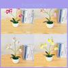 Artificial Orchid Bonsai With Phalaenopsis Aphrodite For Home Decor And Gift Giving