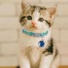 Fashion Rainbow Flower Cat Collar With Bell Kitten Puppy Necklace Adjustable Buckle Colorful Lace Kitten Collar Dog Accessories