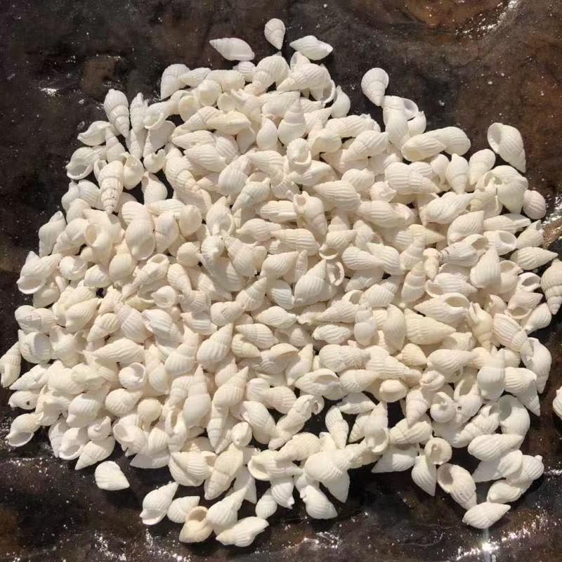 Natural Conch Seashells for Hermit Crabs - Free Shipping, Aquarium Decorations, Water Hardness Regulator