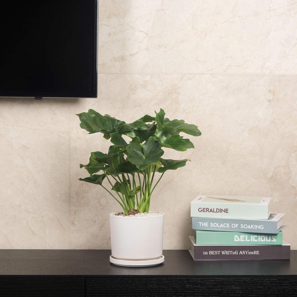 Ekirlin Ceramic Size 7 with Saucer and Potted Interior Room Houseplant Planter, (18cm), Hole, White, Stylish, Plant, Decor, Decor,