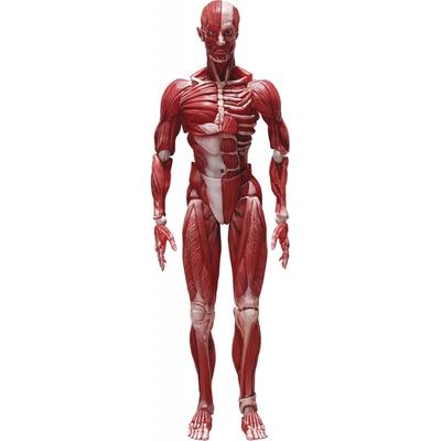 Figma Human Body Model Non-scale ABS&PVC Painted Movable Figure F51042