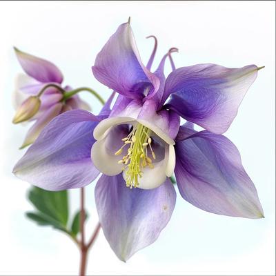 150 semi di colombina da giardino