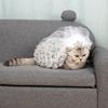 1 Pièce Robe de Mariée Chat Blanc L Belle Bordure en Dentelle avec Couronne Décorative Idéale pour les Événements de Mariage Ou les Occasions Spéciales