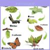 Insect Growth Cycle Model Set With Plastic Materials For Educational Kids Science Toys