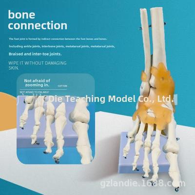 Adult 1:1 Human Foot Joint Model with Ligaments for Anatomy and Surgery Education