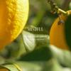 FOODOLOGY Mindful Lemon Green Tea 6g X 15 Sticks (15-day Supply)
