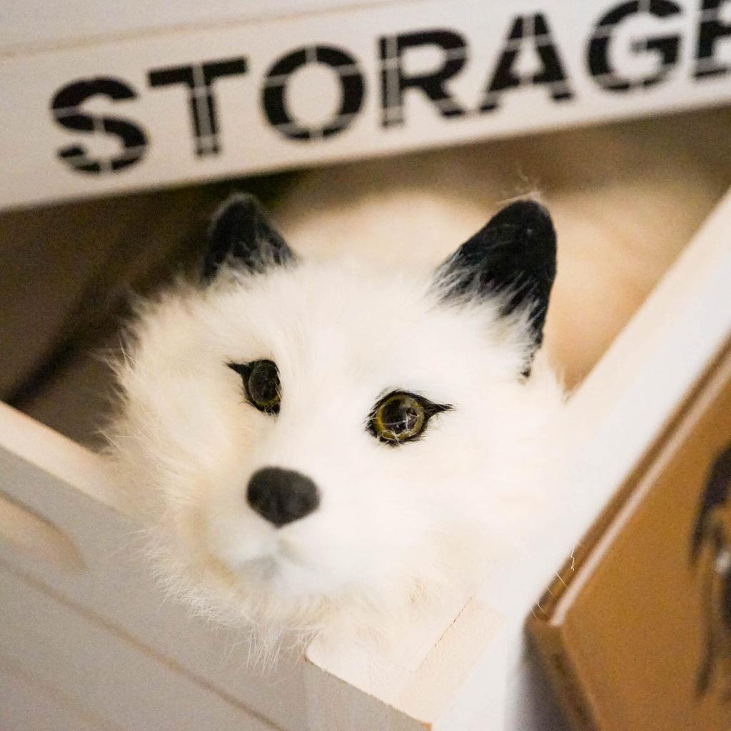 Raccoon Magic Trick Fox White Face Spring Pet Maggie Magic Trick Cute Animal Raccoon Plush Toy Lucky-kun