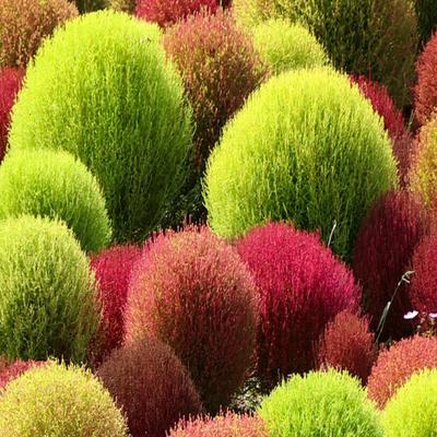 300 Seeds of Kochie à Broom s názvem Summer Cypress (kochia scoparia)