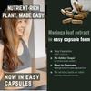 Heroot Moringa Oleifera Blattkapseln 1000mg | Pflanzenpulver | 60 Kapseln