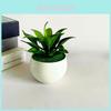 Fake Sinocrassula Indica Plant Pot With Pvc Material For Home Decor And Photography Props