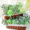 Fleshy Simulated Succulent Flocking Plant Flower Head