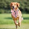 Weewooday 12 Pcs Large Dog Bandana Summer Scarf Hawaii Triangular Bibs Adjustable Washable Kerchief Pet Bandana with Fruit Leaves Patterns for Small