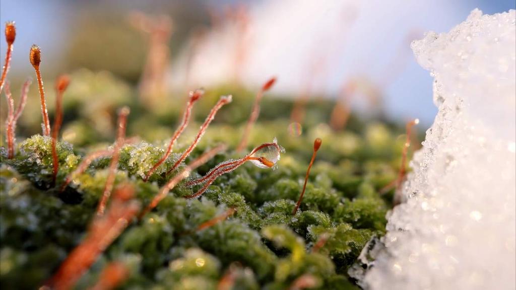 LAOWA 60mm Macro Lens for Canon Cameras F2.8 APS-C (LAO0001)