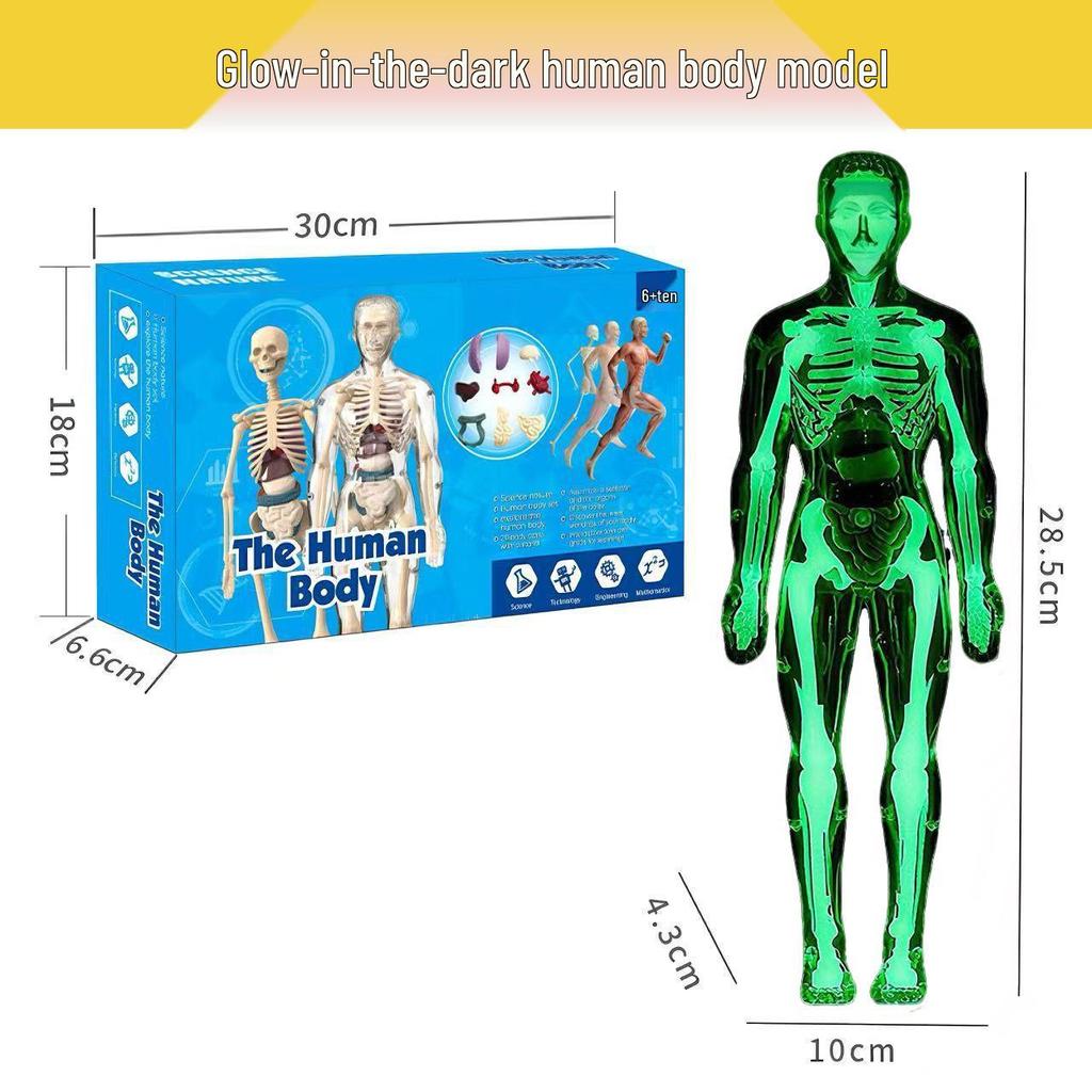 Detachable Human Skeleton Model Educational Toy for Kids