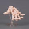 1:2-fach verkleinertes menschliches Handmodell Bewegliche Gelenke Verdrehtes Ei Design Gelenkige Actionfigur Mit beweglichen Fingern Mini-Größe