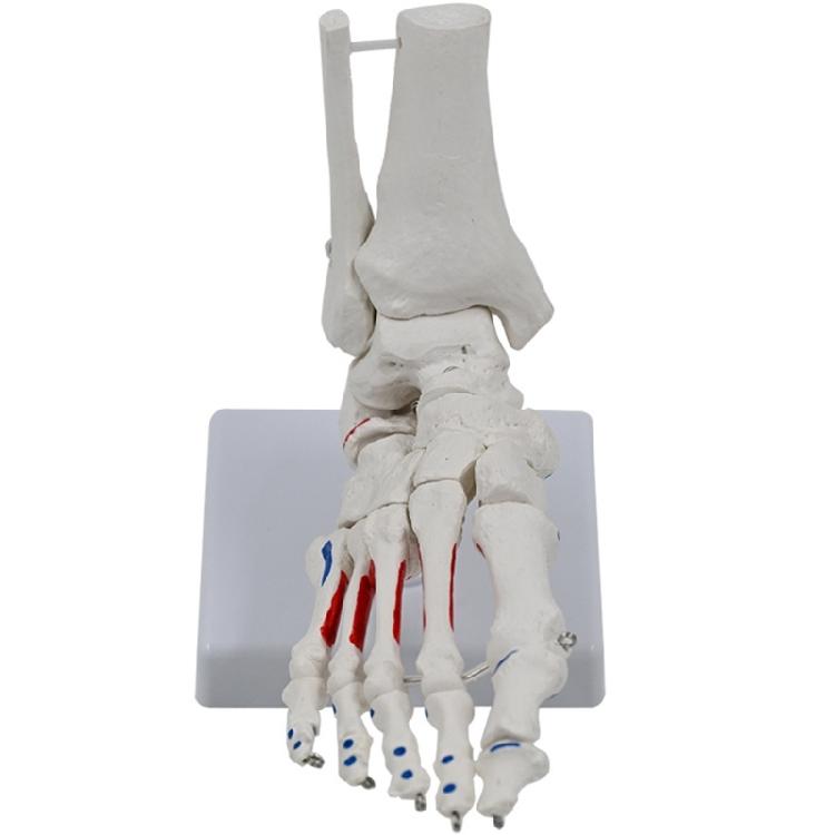 Life Size Foot Joints Anatomy Model Human Foot Joint Skeleton Model Medicals Model for Science 1