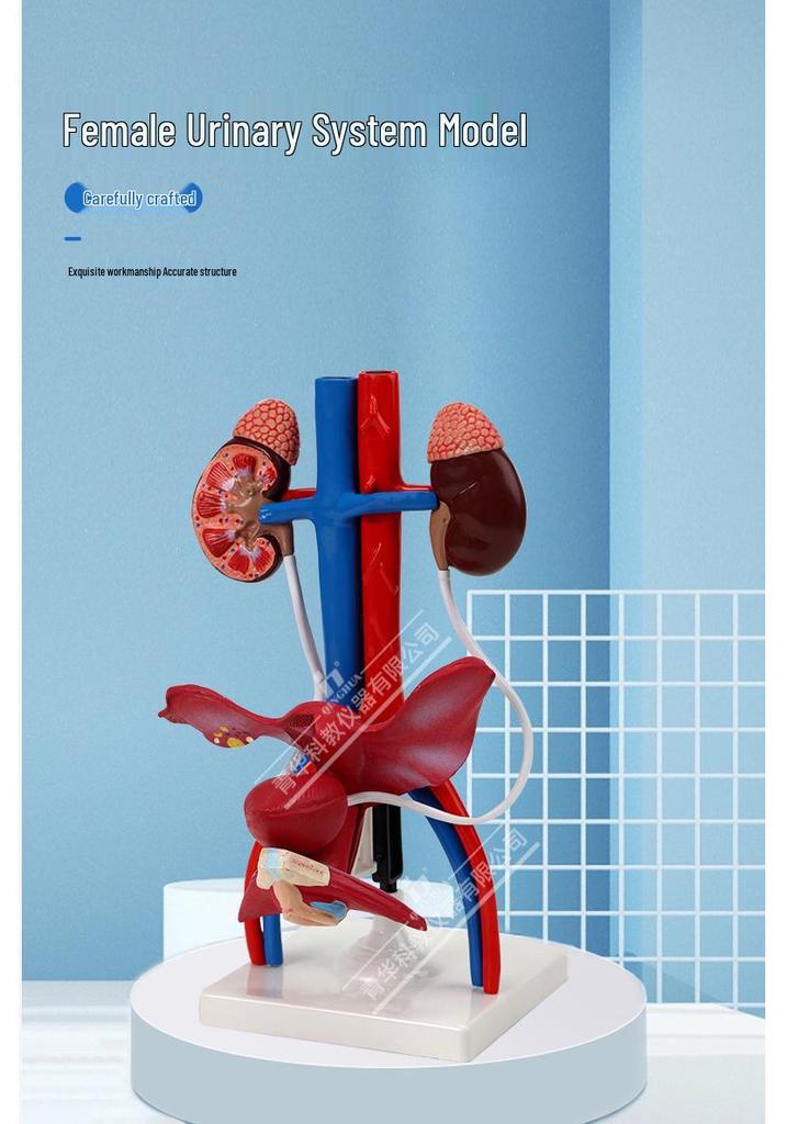 Qinghua Anatomisches Modell des menschlichen Fortpflanzungssystems - Demonstrationsinstrument für Urologie und Harnsystem