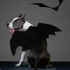 Cosplay Cat Costume Halloween Dog Accessories Dog Clothing Pet Supplies Pet Dress Up