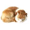 DOUDOO Cat Prize Real Cat Realistic Lying Cat Realistic Cat Figurine Room Decoration Interior #3