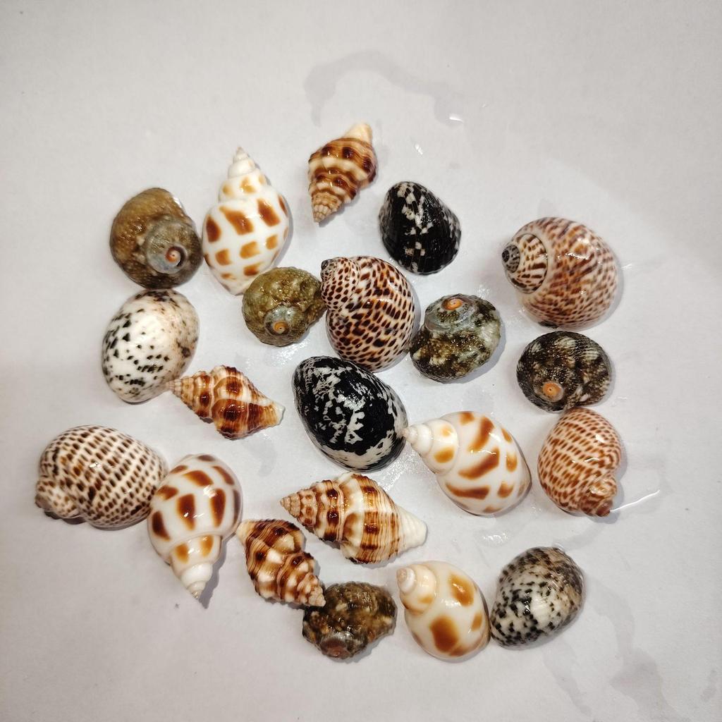 Handmade Seashell & Starfish DIY Photo Frame and Fish Tank Decoration